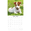 Calendario Jack Russell Terrier 2025