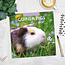 Guinea pig calendar 2025