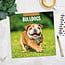 Engelse Bulldog Kalender 2025