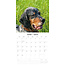 English Setter Kalender 2025