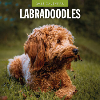 Red Robin Calendrier Labradoodle 2025