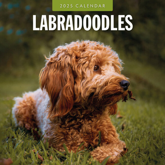 Calendario Labradoodle 2025