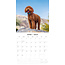 Calendario Labradoodle 2025