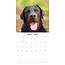 Calendario misto Labrador Retriever 2025