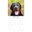 Labrador Retriever Mixed Calendar 2025