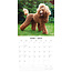 Calendrier caniche 2025