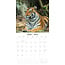 Tiger-Kalender 2025