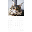 Maine Coon Kalender 2025