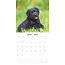 Labrador Retriever Noir Chiots Calendrier 2025