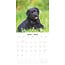 Labrador Retriever Schwarze Welpen Kalender 2025