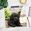 Labrador Retriever Noir Chiots Calendrier 2025