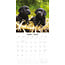 Labrador Retriever Calendrier noir 2025