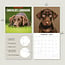 Calendario Labrador Retriever Brown 2025