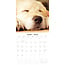 Calendrier des chiots Golden Retriever 2025