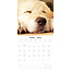 Golden Retriever Puppies Kalender 2025