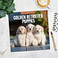 Calendrier des chiots Golden Retriever 2025