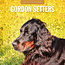 Calendario Gordon Setter 2025