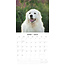 Pyrenean Mountain Dog Calendar 2025