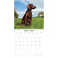 Irish Setter Kalender 2025