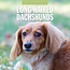 Dachshund Longhair Calendar 2025