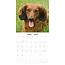 Dachshund Pelo Largo Calendario 2025