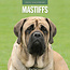 Calendario Mastino 2025