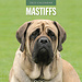 Red Robin Calendario Mastino 2025