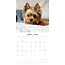 Calendario Yorkshire Terrier 2025