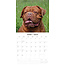 Bordeaux Dog Kalender 2025