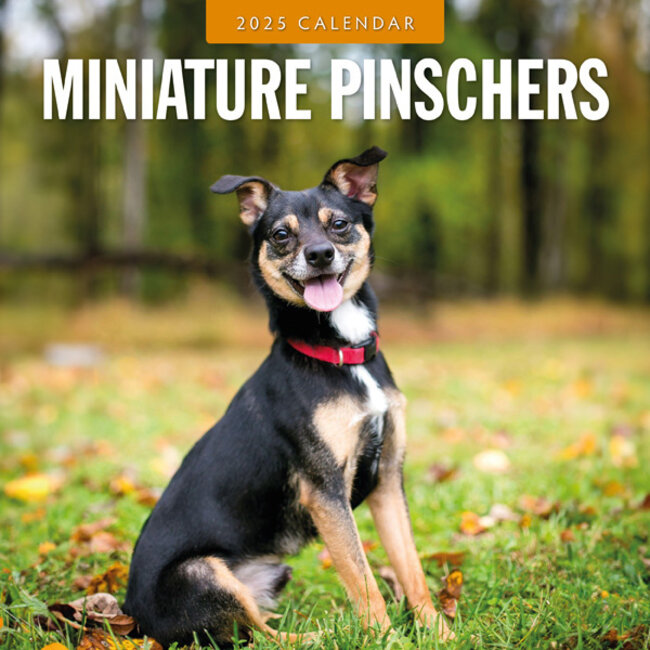 Calendario Pinscher miniatura 2025