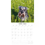 Calendrier Schnauzer miniature 2025