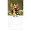 Norwich y Norfolk Terrier Calendario 2025