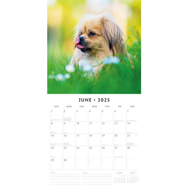 Pekingese Calendar 2025 Buy? Easily and quickly ordered online