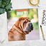 Calendrier Shar Pei 2025