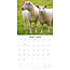 Schapen Kalender 2025