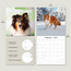 Calendario Shetland Sheepdog 2025