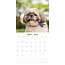 Calendrier Shih Tzu 2025