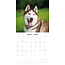 Calendario Husky Siberiano 2025