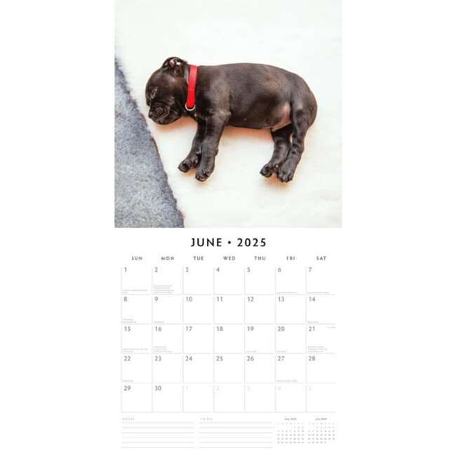 Staffordshire Bull Terrier Puppies Calendar 2025 Buy?
