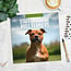 Calendario Staffordshire Bull Terrier 2025