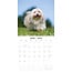 Tibetischer Terrier Kalender 2025