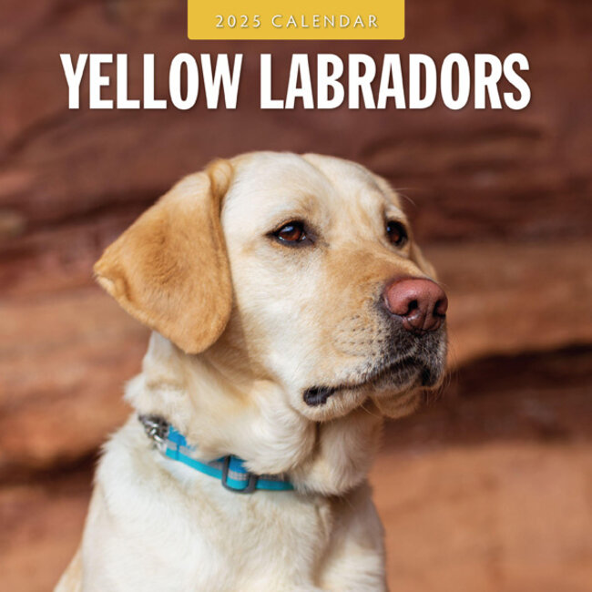 Red Robin Calendario Labrador Retriever Rubio 2025