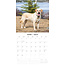 Calendario del Labrador Retriever biondo 2025