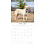 Labrador Retriever Blond Kalender 2025