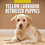 Labrador Retriever Blonde Chiots Calendrier 2025