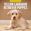 Labrador Retriever Blonde Puppies Calendar 2025