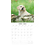 Labrador Retriever Blonde Chiots Calendrier 2025