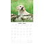 Labrador Retriever Blonde Puppies Calendar 2025