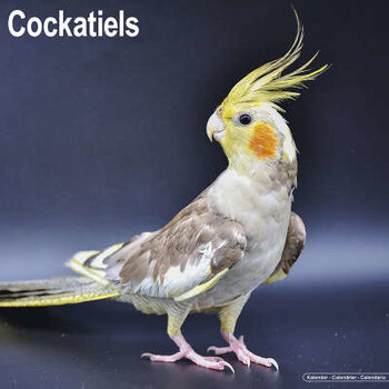 Cockatiel calendar