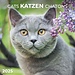Tushita Cat Calendar 2025